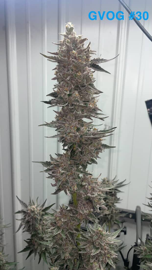 Georgia Valley OG