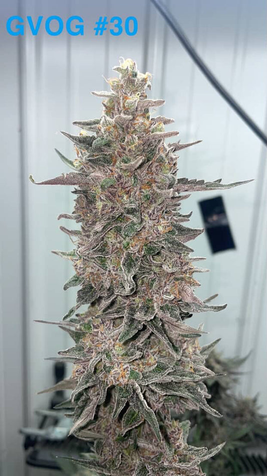 Georgia Valley OG
