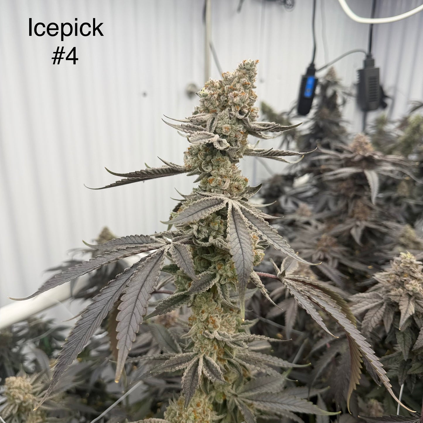 Ice Pick