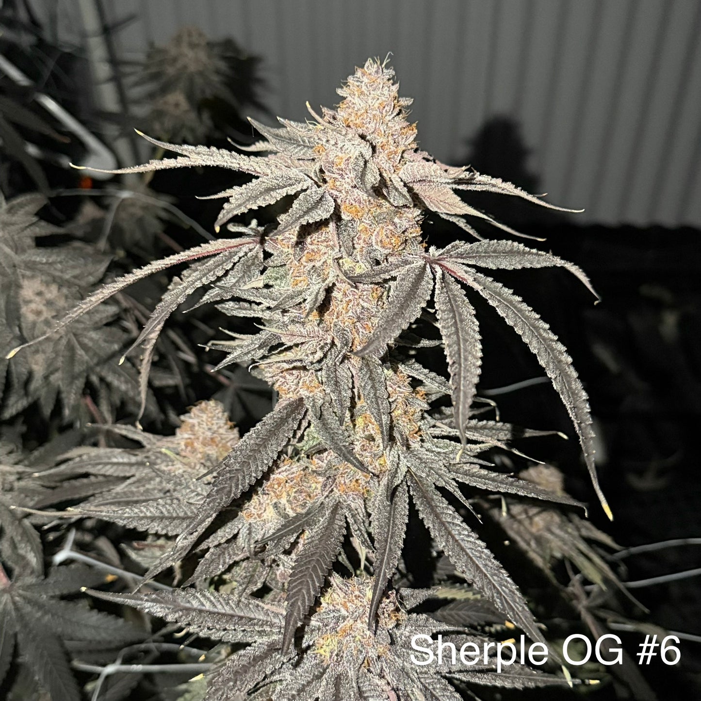 Sherple OG