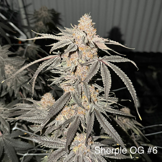 Sherple OG