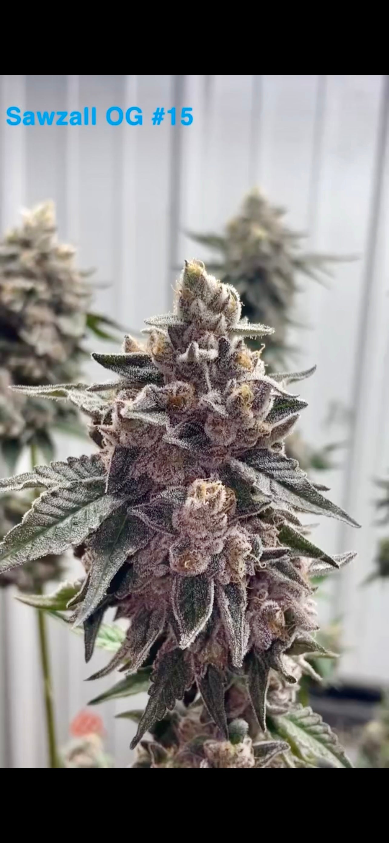 Sawzall OG